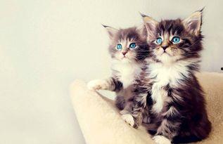 爱吃的小猫被爆料视频是真的吗,爱吃小猫爆料视频真实性揭秘  第2张